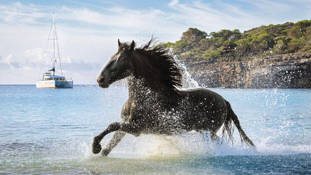 menorca horse week debuta como gran escaparate internacional del caballo menorquín